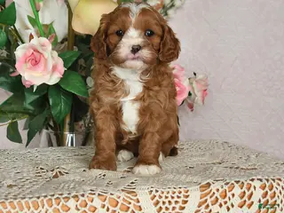 Cavapoo dogs Ilene - Ad 12