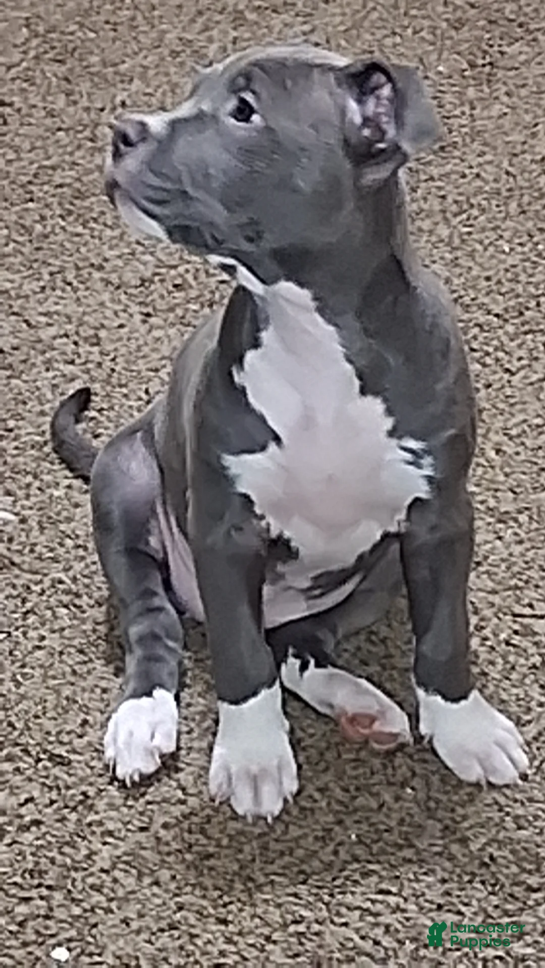 Mixed Breed dogs for sale: Minnie  - Ad 2