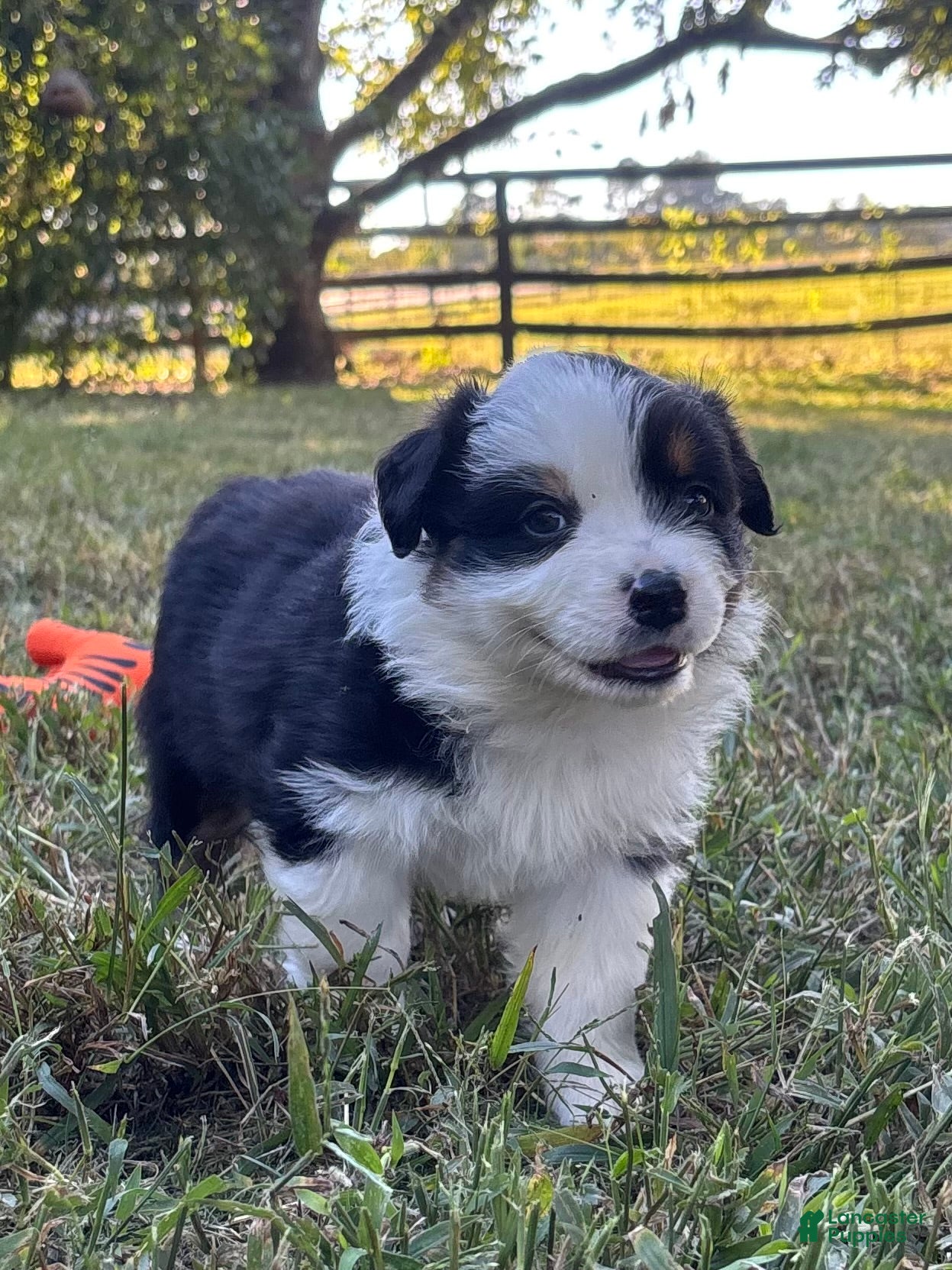 Australian Shepherd dogs for sale: Australian Shepherd 2 - Ad 10