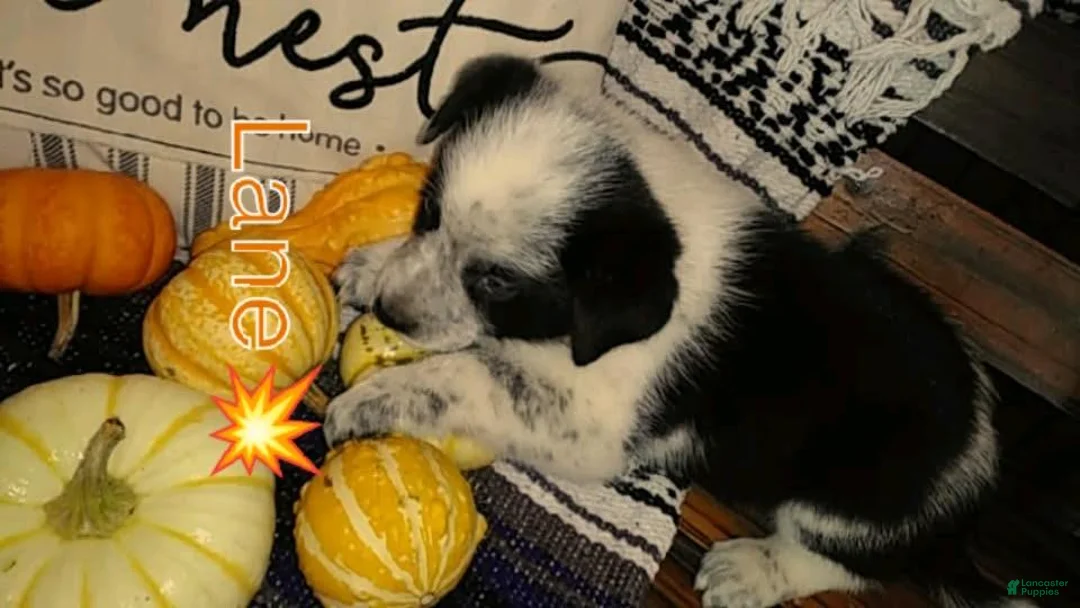 Australian Cattle Dog dogs for sale: Australian Cattle Dog 3 Lane - Ad 2