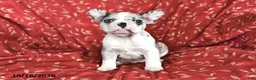 Frenchton dogs for sale: Ashley - Ad 1