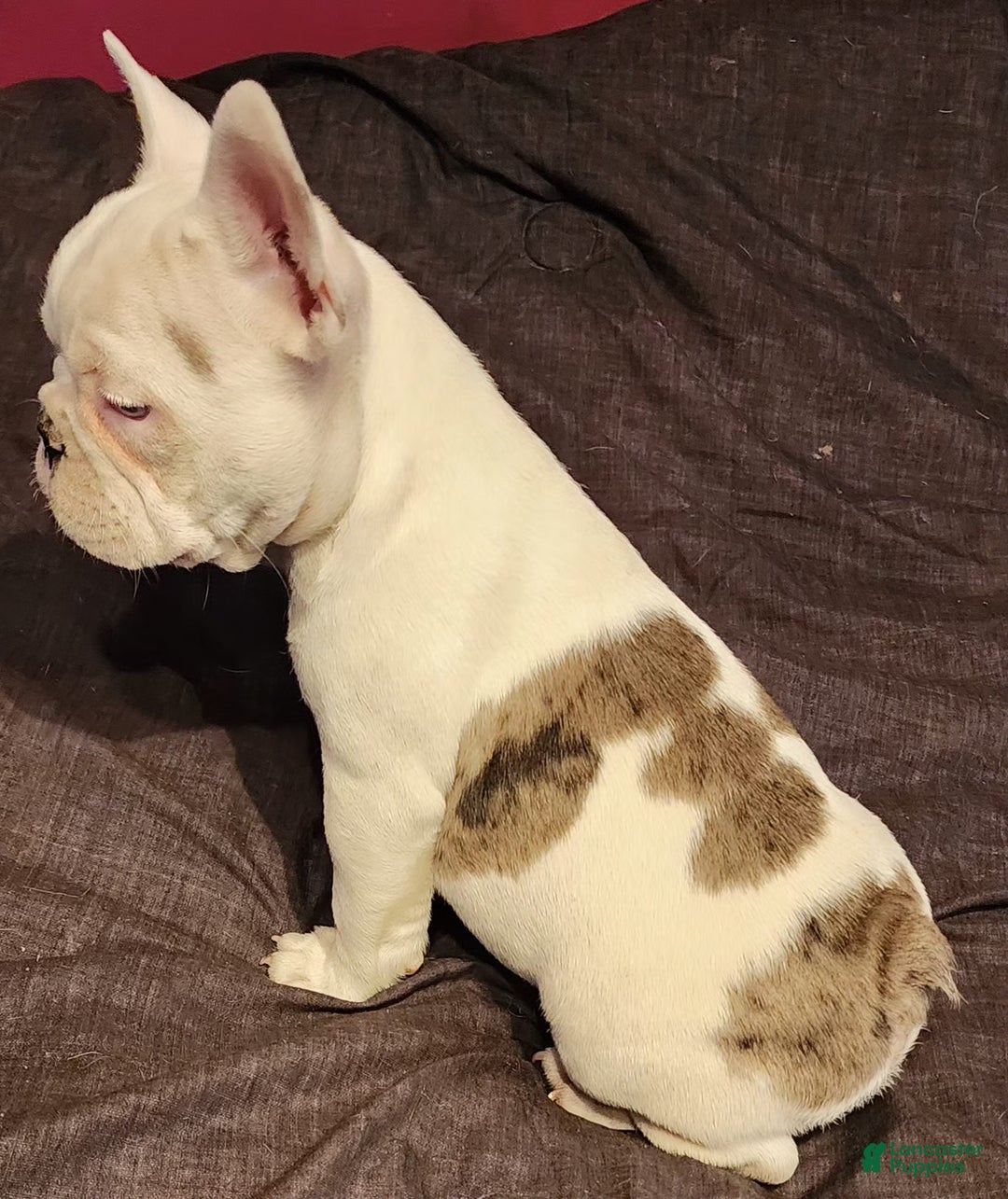 French Bulldog dogs for sale: Keno - Ad 4