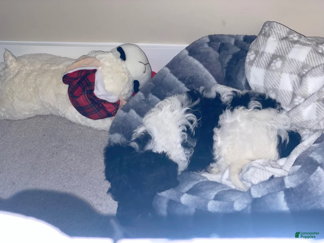 Goldendoodle dogs for sale: Goldendoodle Puppy(Riley) - Ad 2