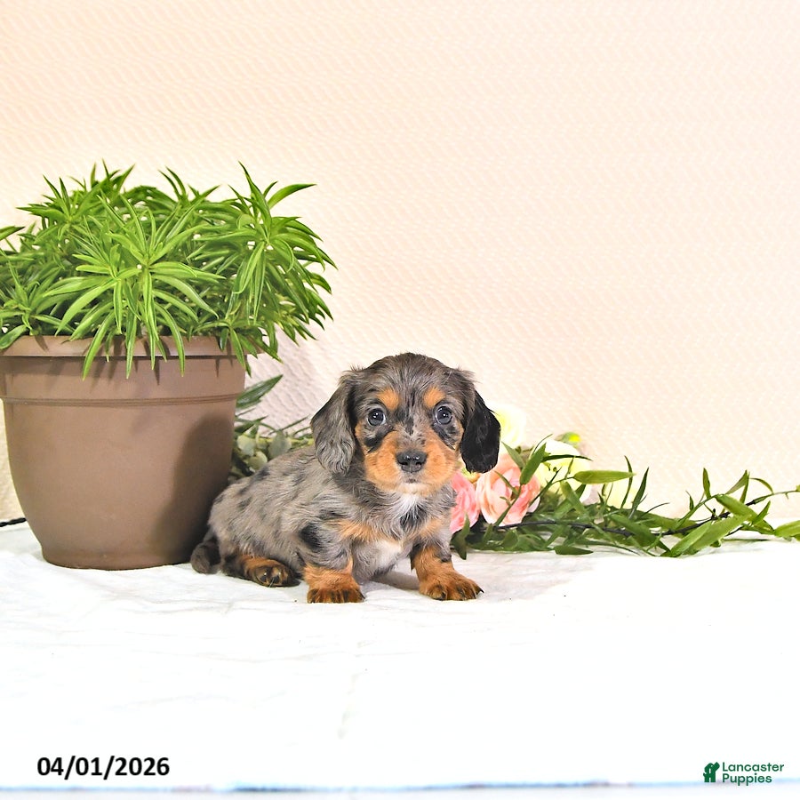 Miniature Dachshund dogs Precious - Ad 1