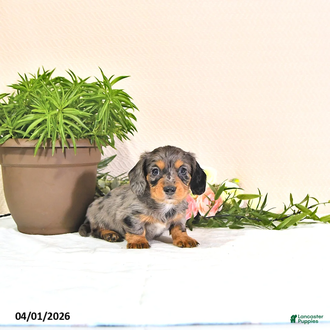 Miniature Dachshund dogs for sale: Precious - Ad 1