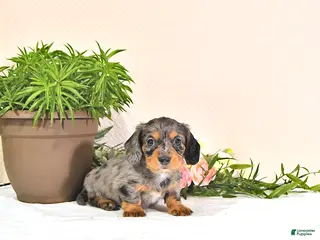 Miniature Dachshund dogs for sale: Precious - Ad 4