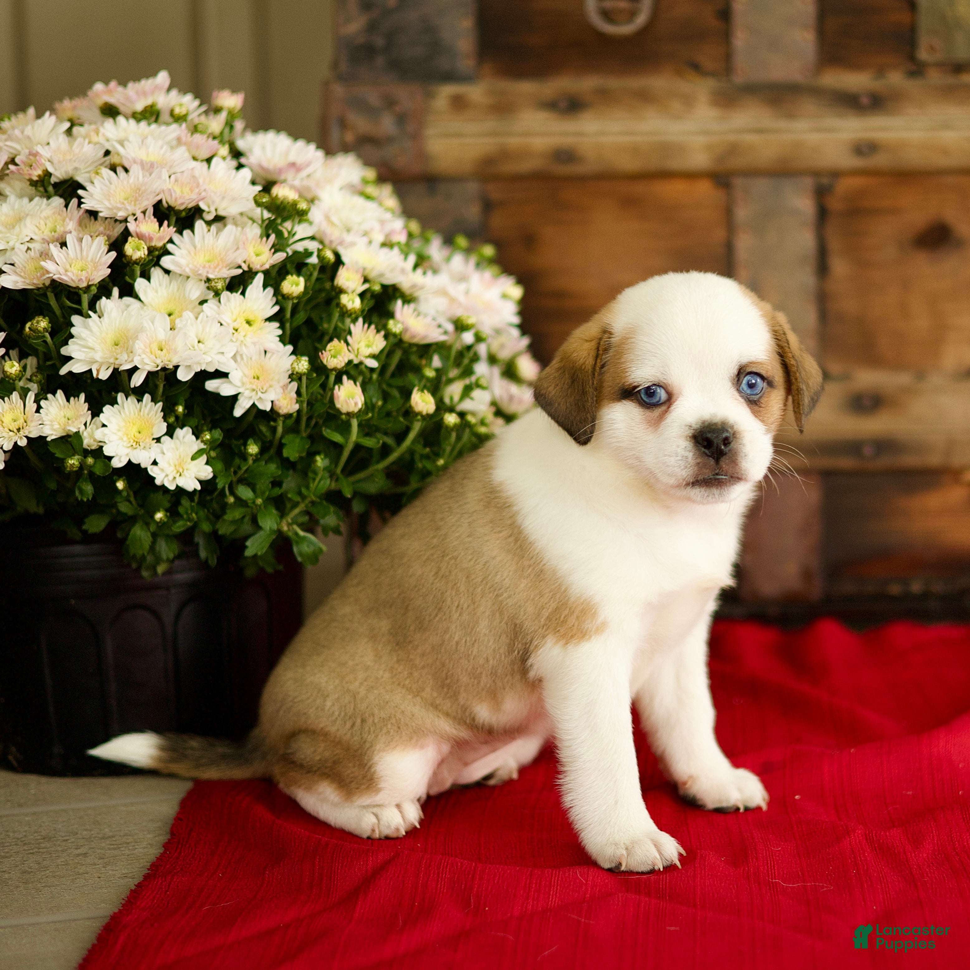 Mixed Breed dogs Belle - Ad 2