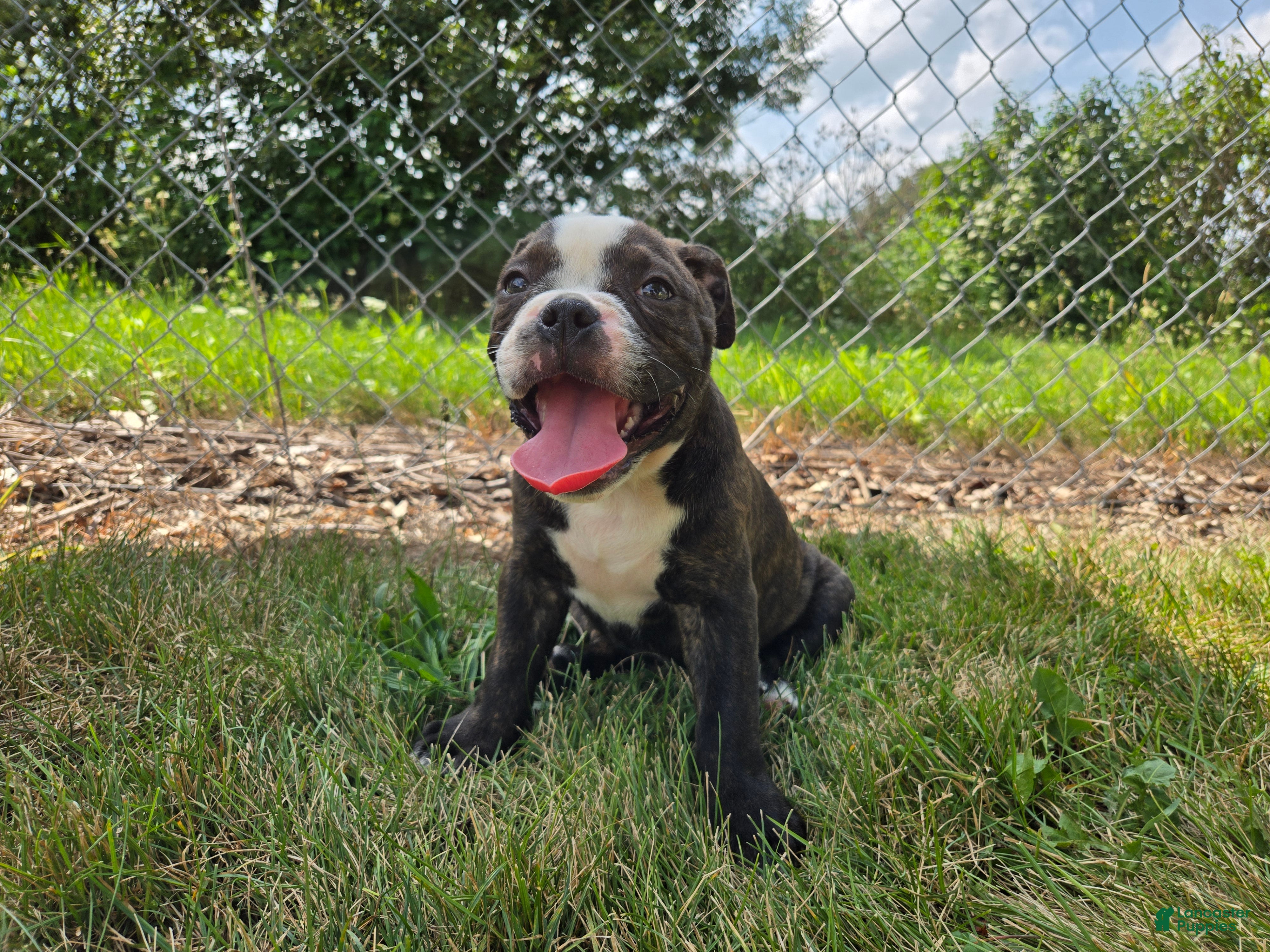 Olde English Bulldogge dogs Henry - Ad 2