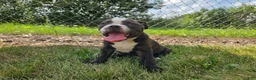 Olde English Bulldogge dogs for sale: Henry - Ad 3