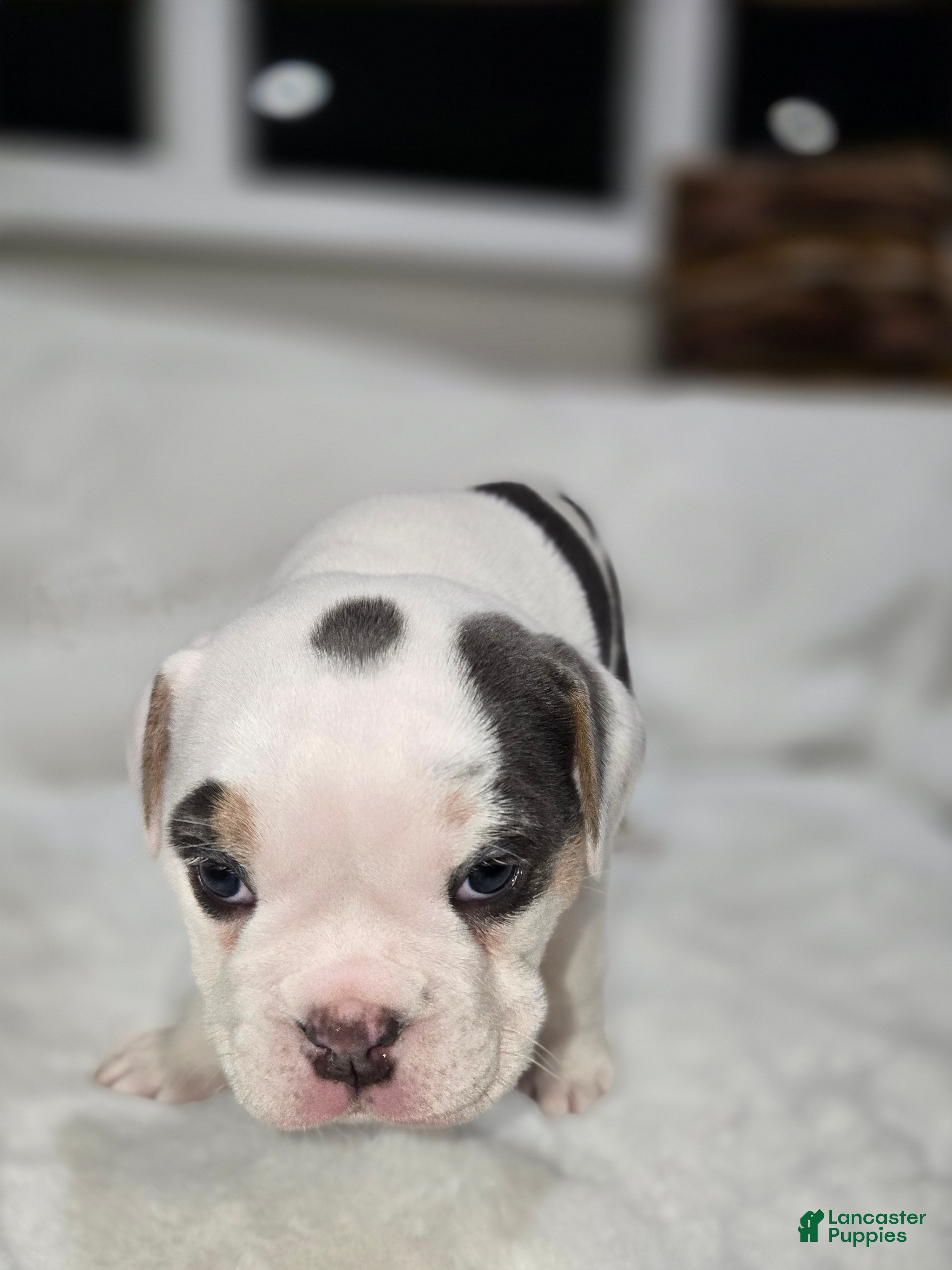 English Bulldog dogs English Bulldog Puppy 3 - Ad 4