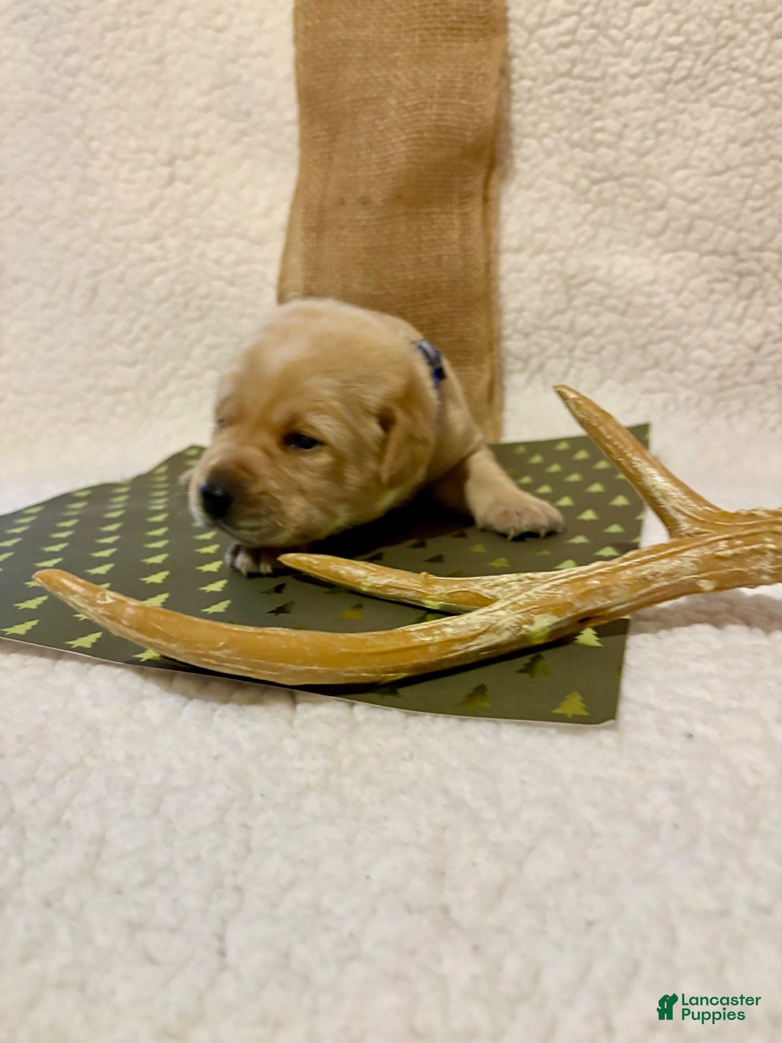 Labrador Retriever dogs Labrador Retriever Clifford blue collar  - Ad 2