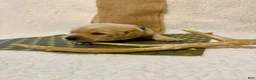 Labrador Retriever dogs for sale: Labrador Retriever Clifford blue collar  - Ad 2