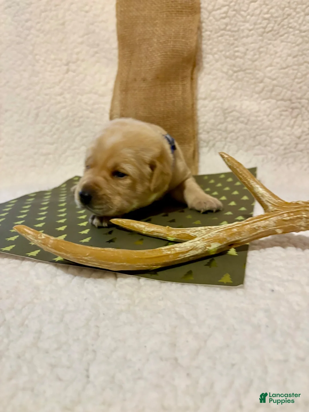 Labrador Retriever dogs for sale: Labrador Retriever Clifford blue collar  - Ad 2