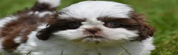 Shih Tzu dogs for sale: Shih Tzu Puppy 1 - Ad 3