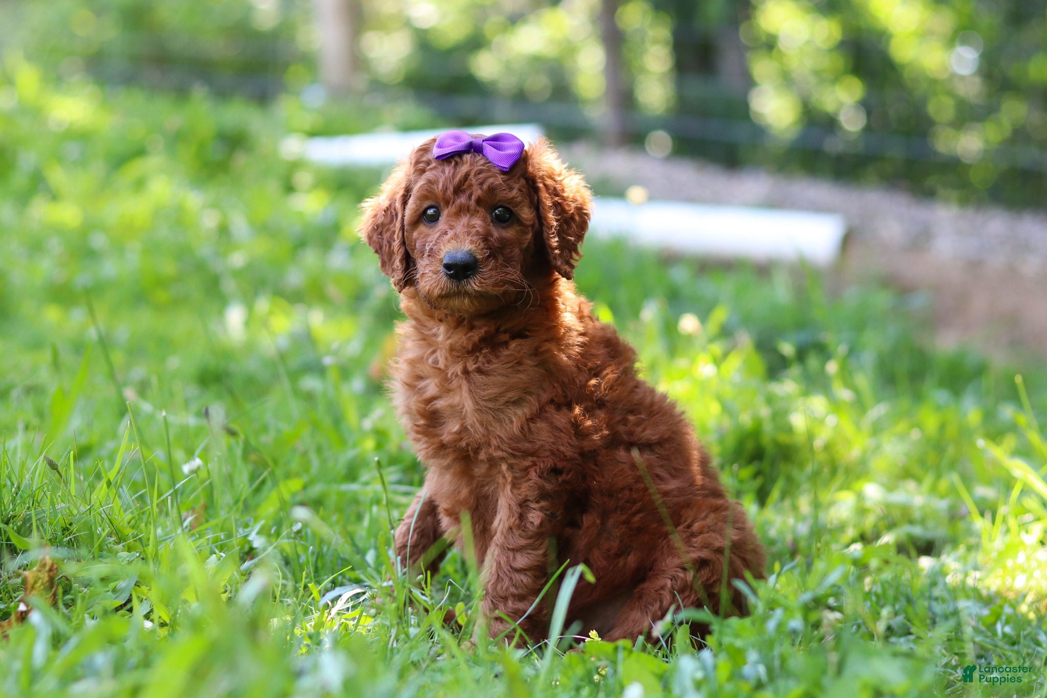Standard Poodle dogs Lily AKC - Ad 2