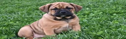 Mixed Breed dogs for sale: Bella - Ad 8