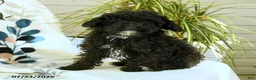 Toy Poodle dogs for sale: Quinton - Ad 10