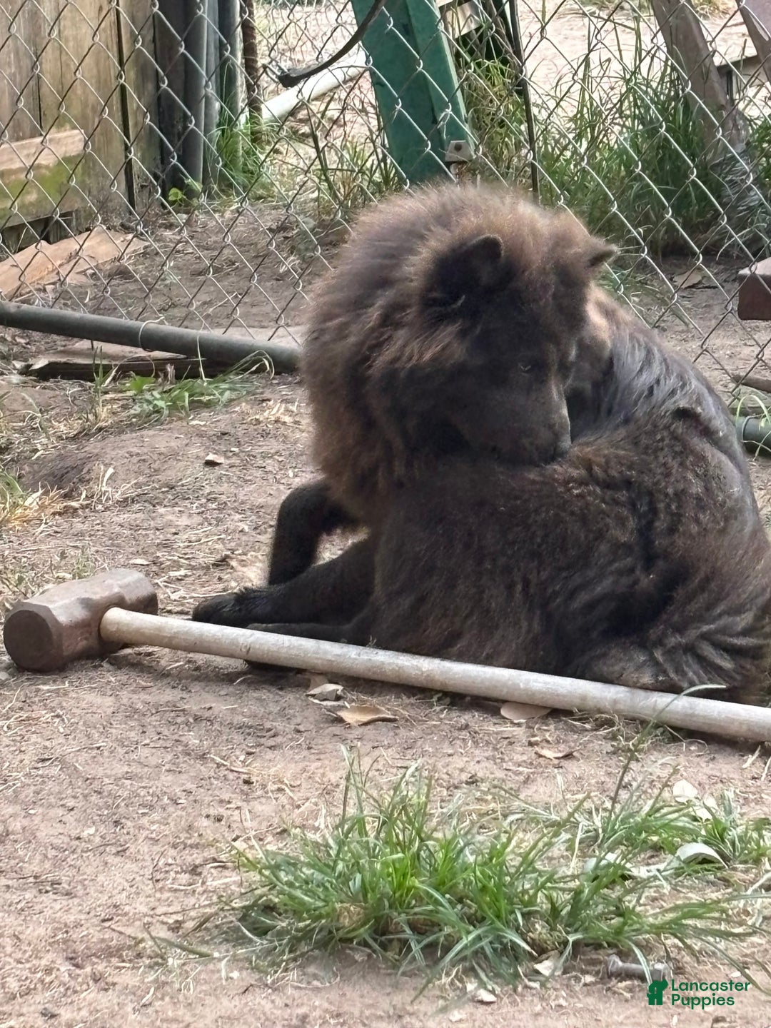 Gallery Image {{count}}