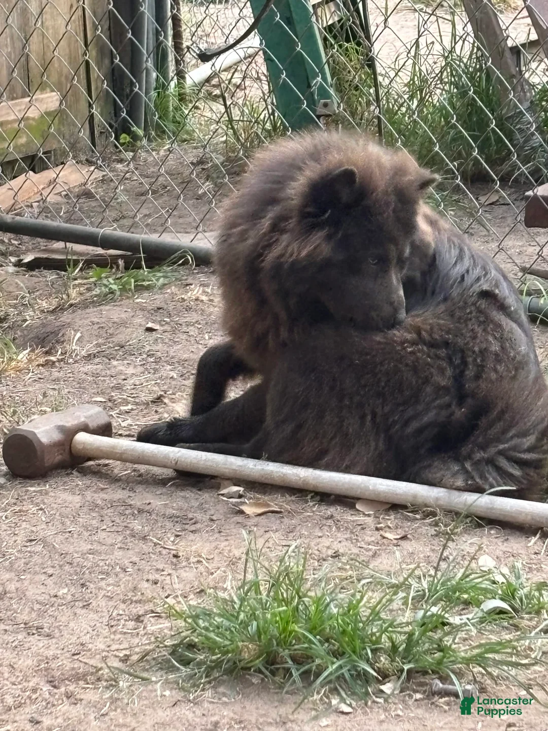 Gallery Image {{count}}