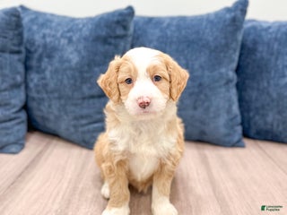 Mini Bernedoodle dogs - Ad 8