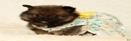 Pomeranian dogs for sale: Cookie - Ad 7