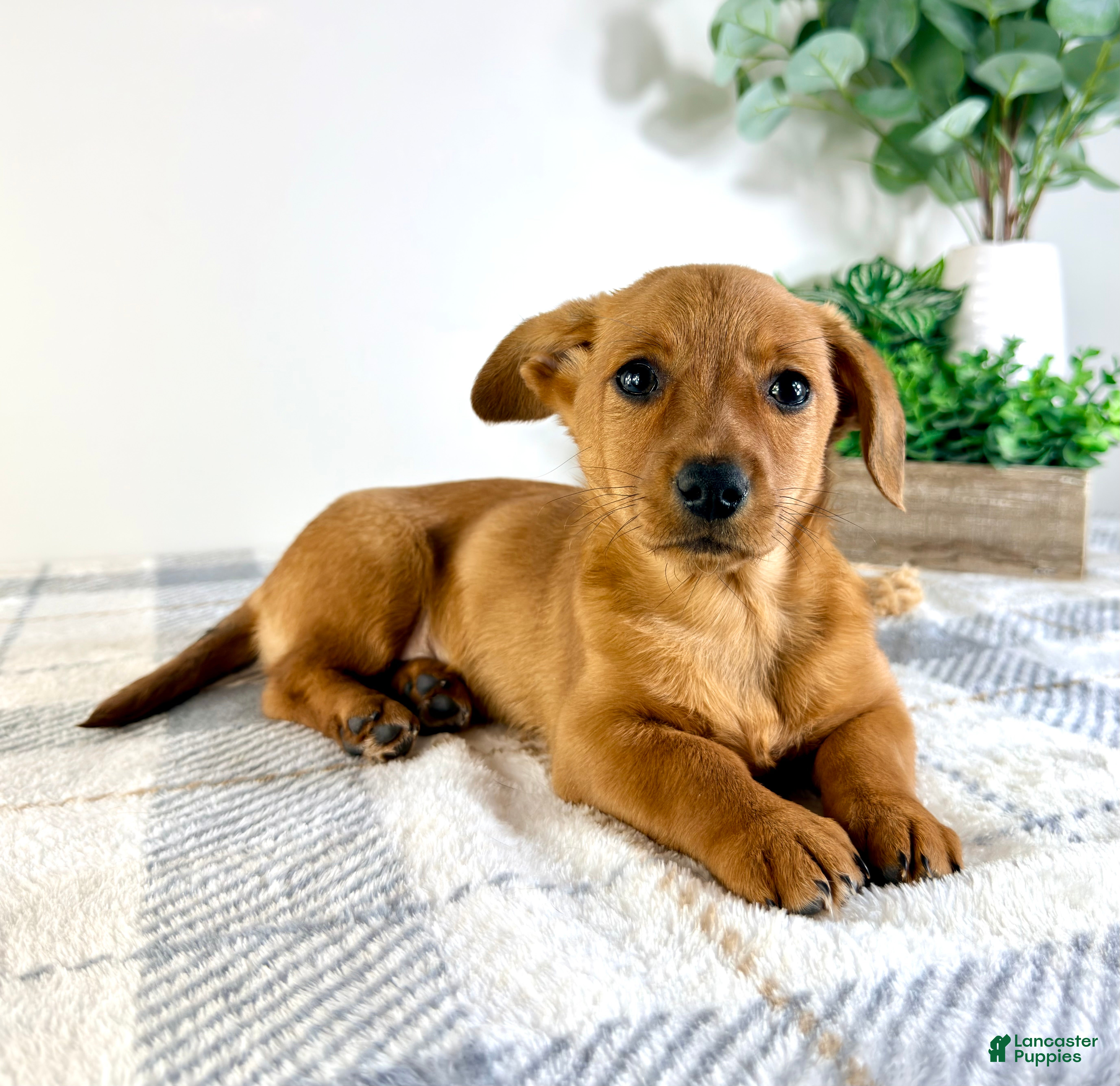 Mixed Breed dogs Delilah - Ad 27