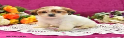 Shihpoo dogs for sale: Jessy - Ad 3