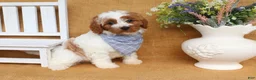 Cavapoo dogs for sale: Nicholas - Ad 3