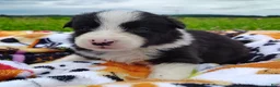 Border Collie dogs for sale: Piper - Ad 21