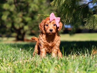 Mini Goldendoodle dogs Joy - Ad 38