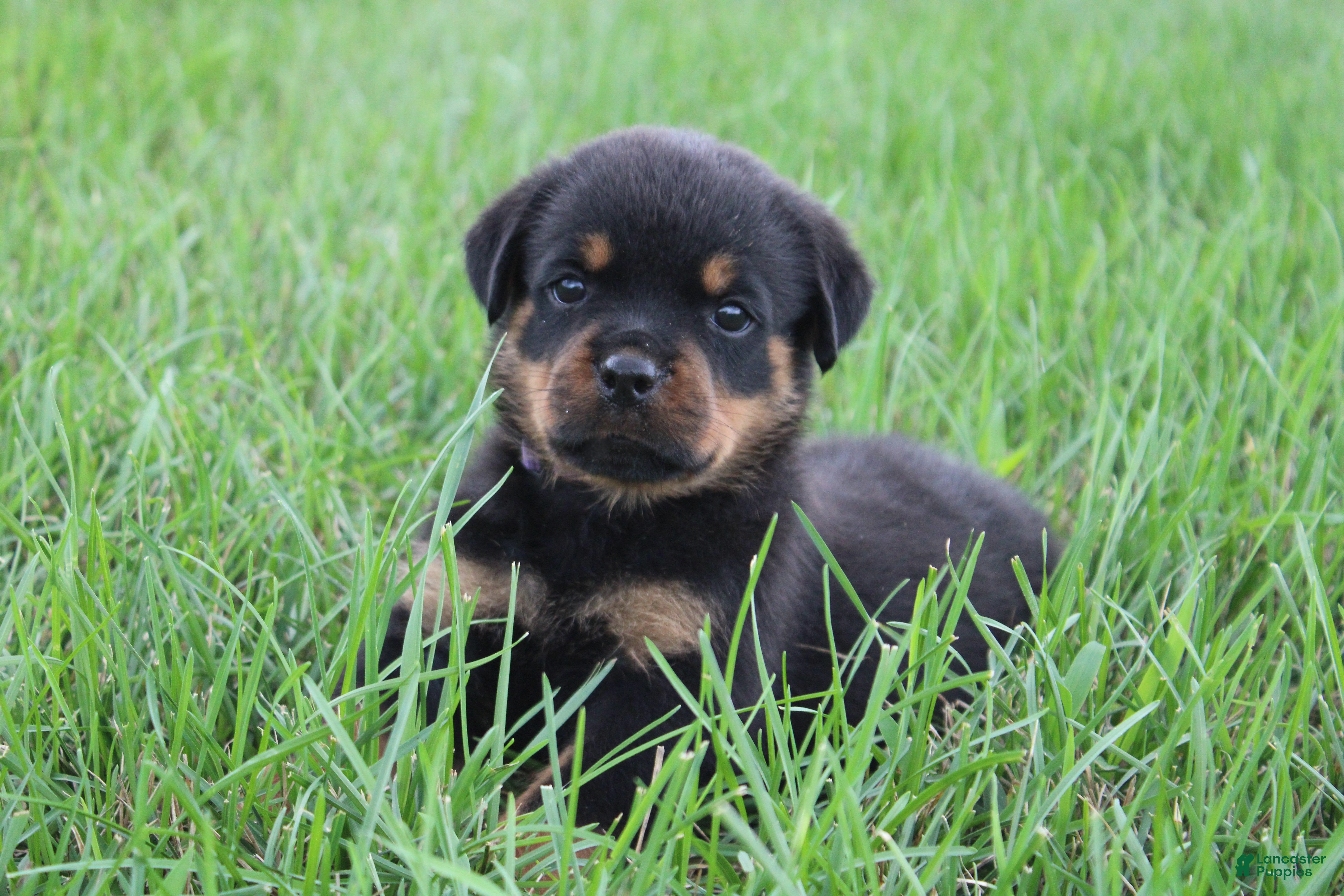 Rottweiler dogs Brindi - Ad 1