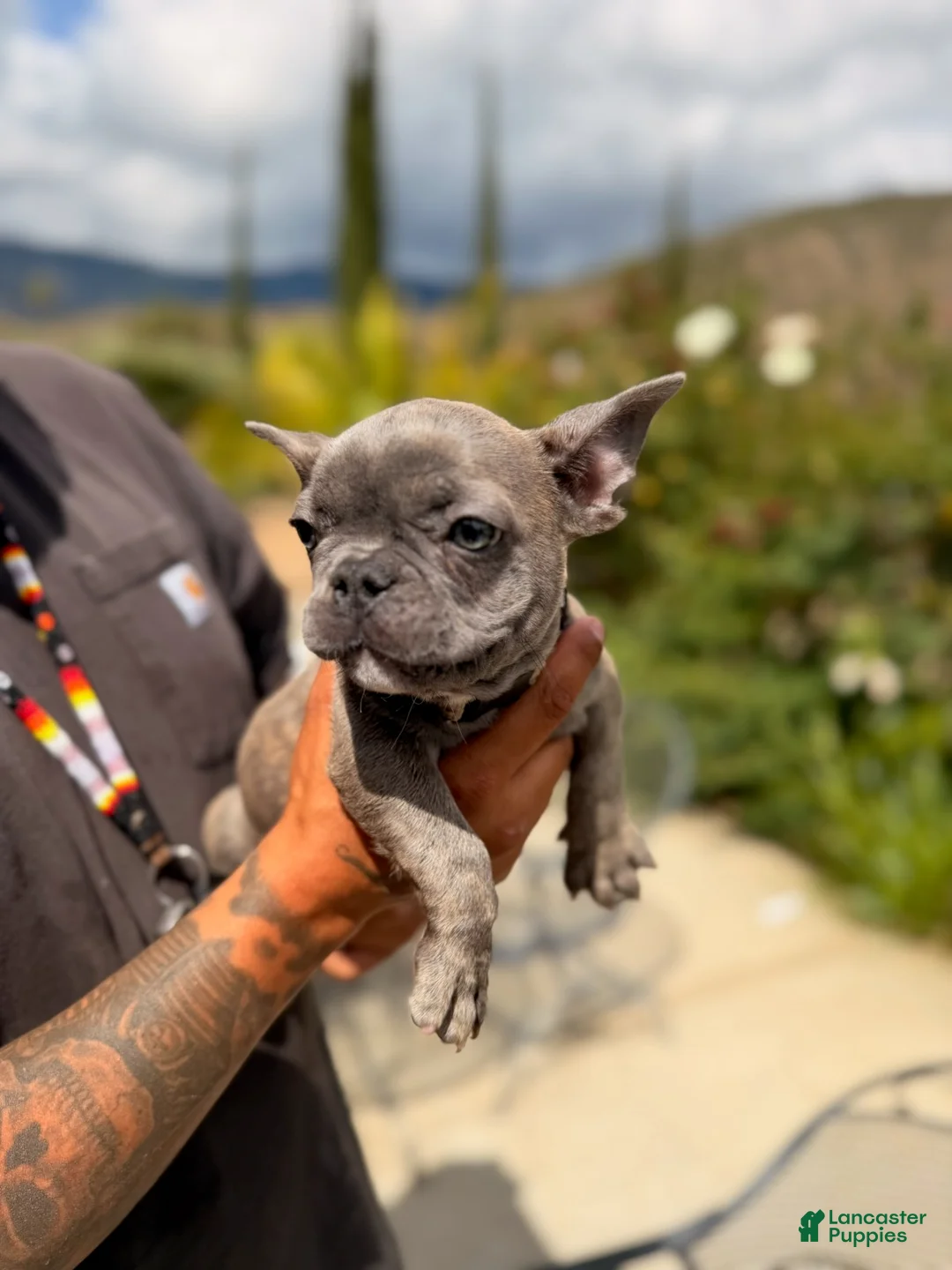French Bulldog dogs for sale: Joker - Ad 2