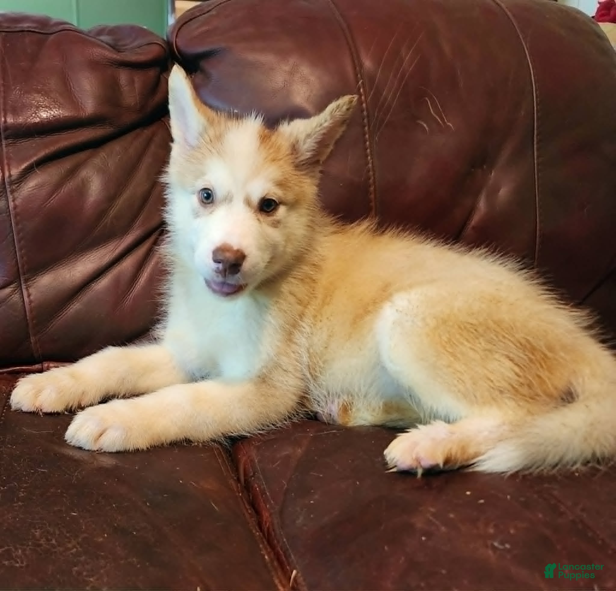 Alaskan Malamute dogs Alaskan Malamute 5 - Ad 2