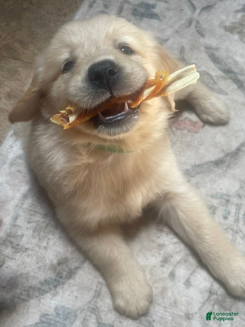 Golden Retriever dogs Brown collar girl - Ad 1