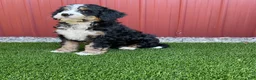 Bernedoodle dogs for sale: Begonia - Ad 1