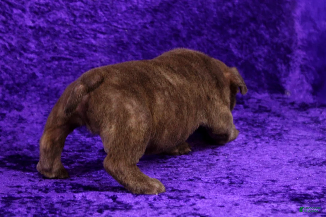 American Bully dogs for sale: Chocolate Brindle Male - Ad 9