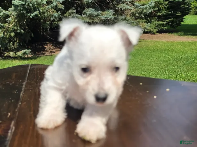 West Highland Terrier dogs for sale: West Highland Female 1 - Ad 30