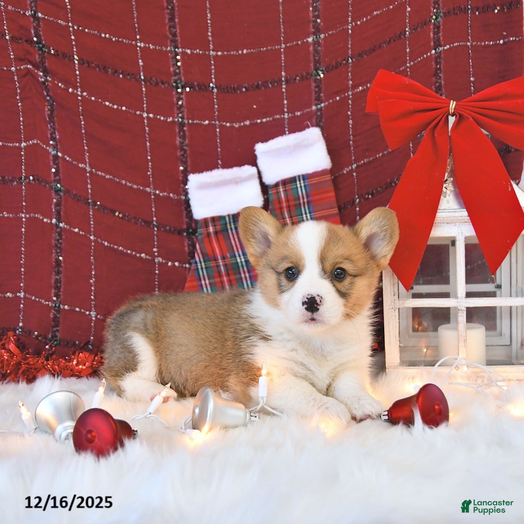 Welsh Corgi Pembroke dogs for sale: Otis - Ad 4