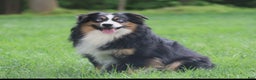Miniature Australian Shepherd dogs for sale: Faith - Ad 10