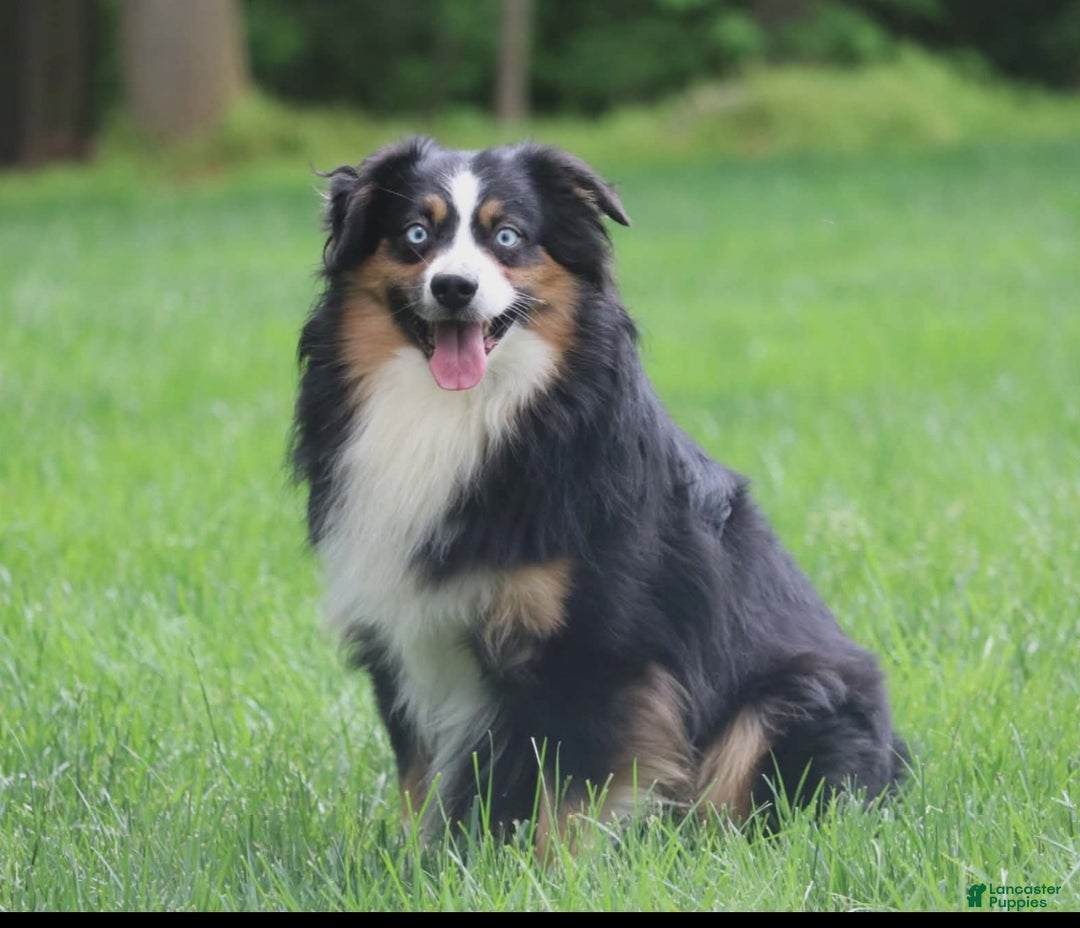 Miniature Australian Shepherd dogs for sale: Faith - Ad 10