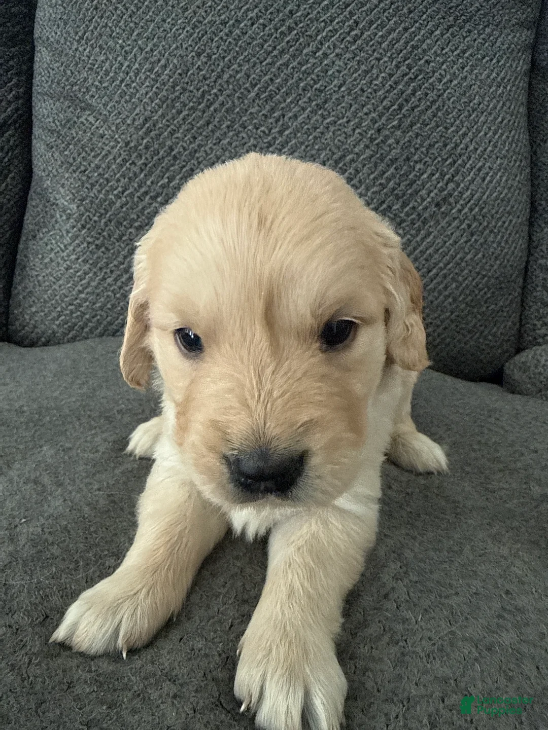 Golden Retriever dogs for sale: Golden Retriever Puppy 1 - Ad 1
