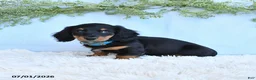 Miniature Dachshund dogs for sale: Rocky - Ad 5