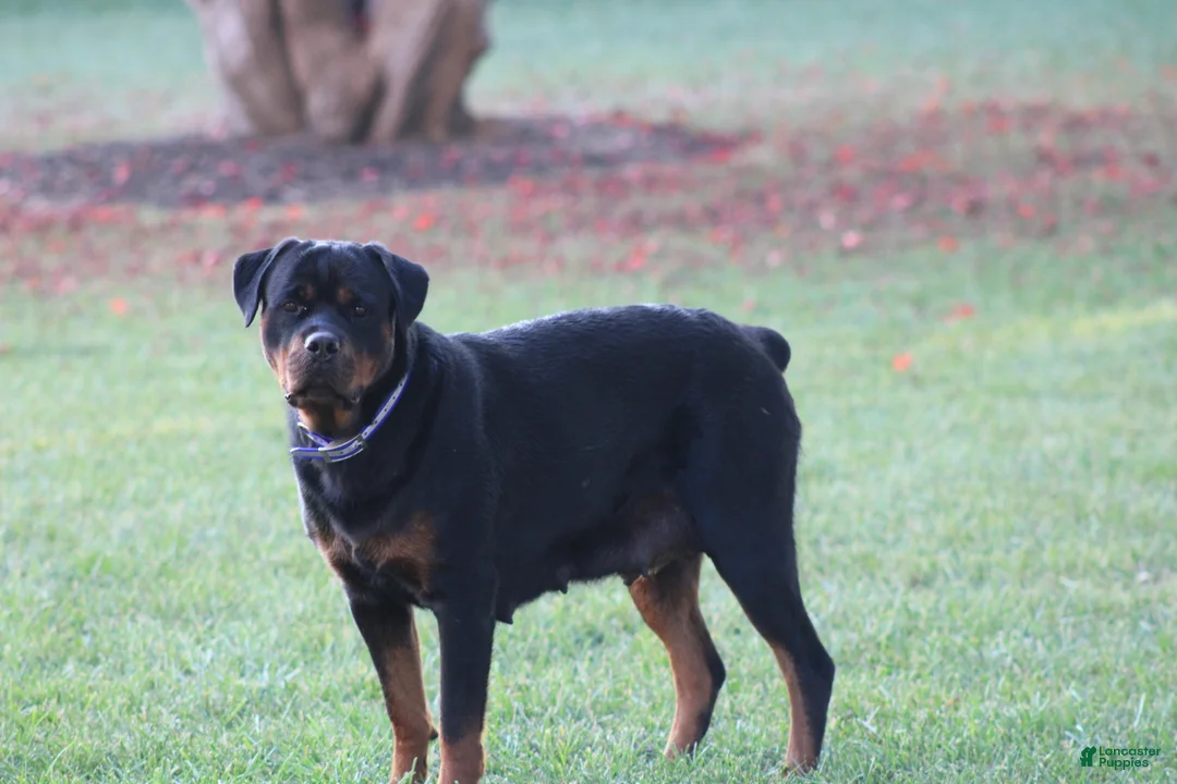Rottweiler dogs for sale: Holly - Ad 6