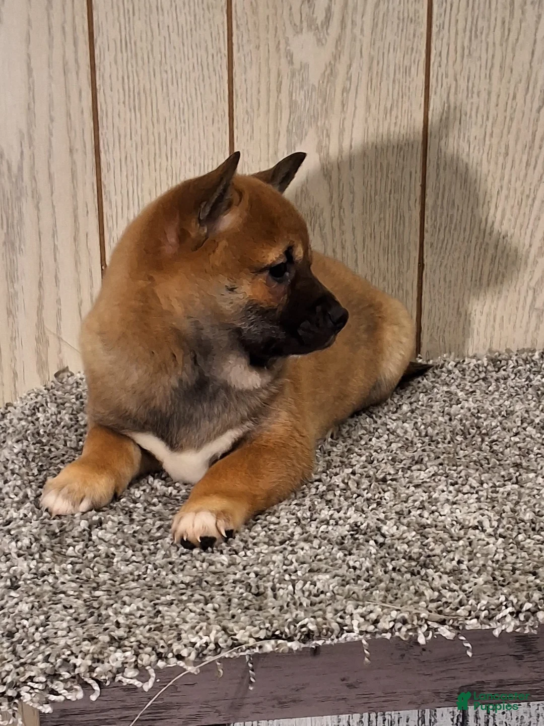 Shiba Inu dogs for sale: Reva  - Ad 4
