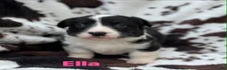 Welsh Corgi Cardigan dogs for sale: Ella - Ad 6