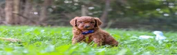 Goldendoodle dogs for sale: Leo - Ad 5