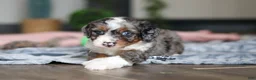 Mini Bernedoodle dogs for sale: Dylan - Ad 3