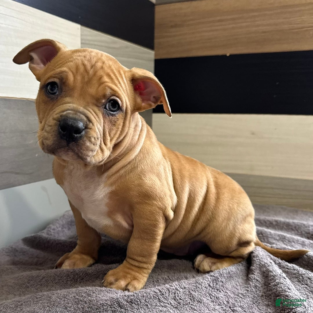 American Bully dogs for sale: Dustin - Ad 1