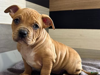 American Bully dogs Dustin - Ad 27