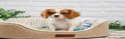 Cavalier King Charles Spaniel dogs for sale: Keanu - Ad 5